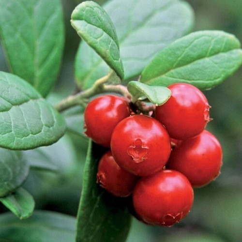 Lingonberry anthocyanin